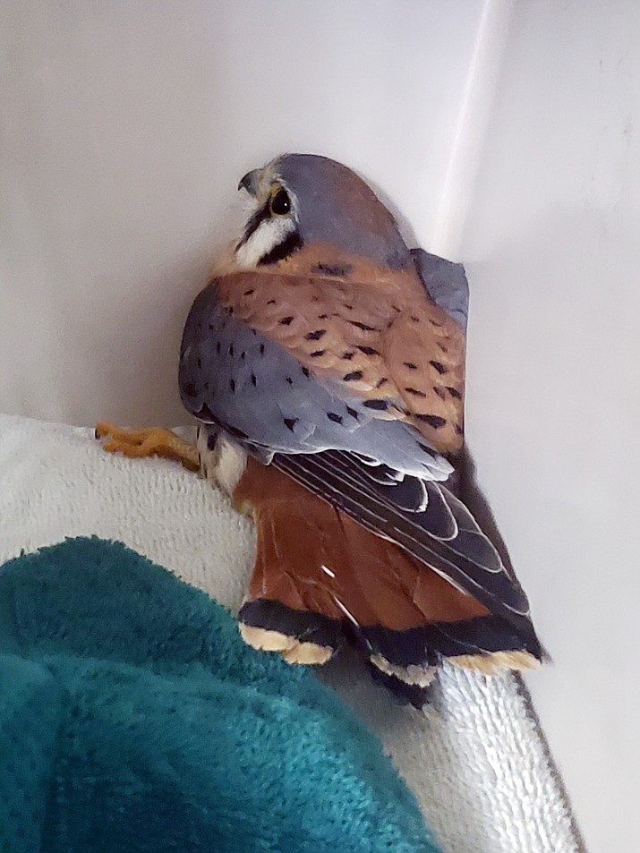 An injured American Kestrel was rescued and treated this past week. (Prescott Valley Police/Courtesy)