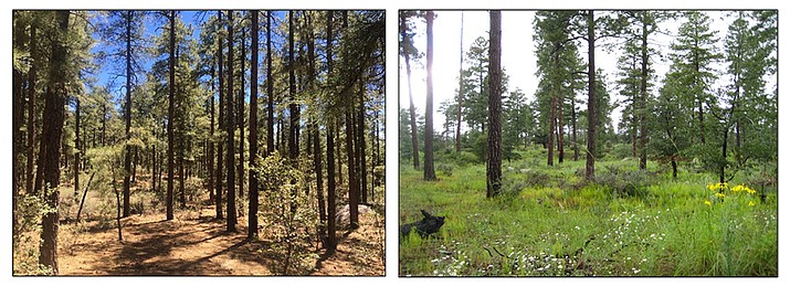 Examples of a dense stand before treatment, and the resulting stand after treatment. (United States Department of Agriculture/Courtesy)