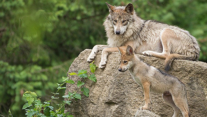 An endangered Mexican gray wolf is shown with a pup. (Photo by Bob Haarmans, cc-by-sa-2.0, https://bit.ly/3c5ocvI)