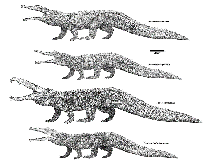 Scientific illustrations of a few different species of phytosaurs found at Petrified Forest National Park. (Photo/NPS)