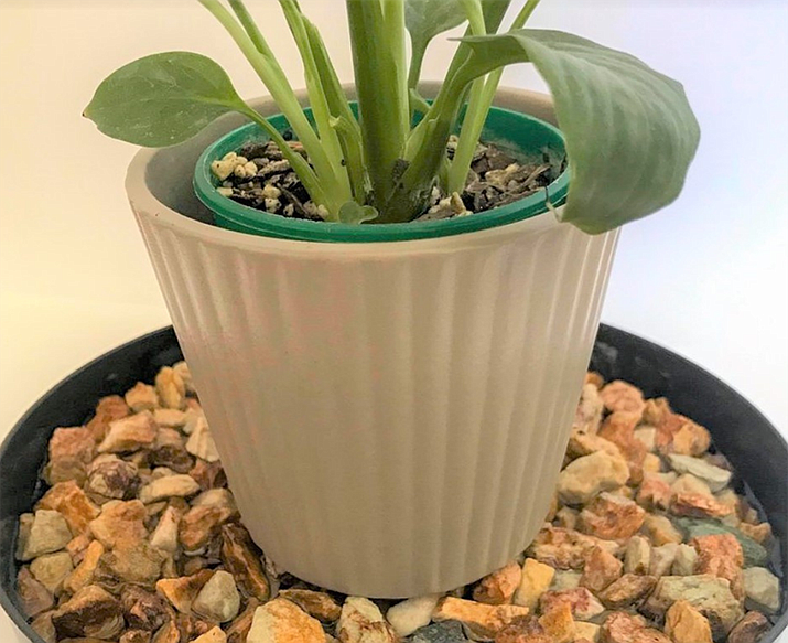 Consider placing your plants on a tray of water. Place stones in the water, higher than the water level, and set your houseplants’ containers on top of the rocks. As the water tray evaporates, you create a humid micro-climate around each plant. (Watters/Courtesy)