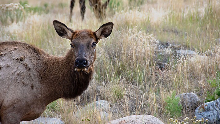 The Arizona Game and Fish Department is seeking applicants for population management hunts for elk and other big game. (Adobe image)