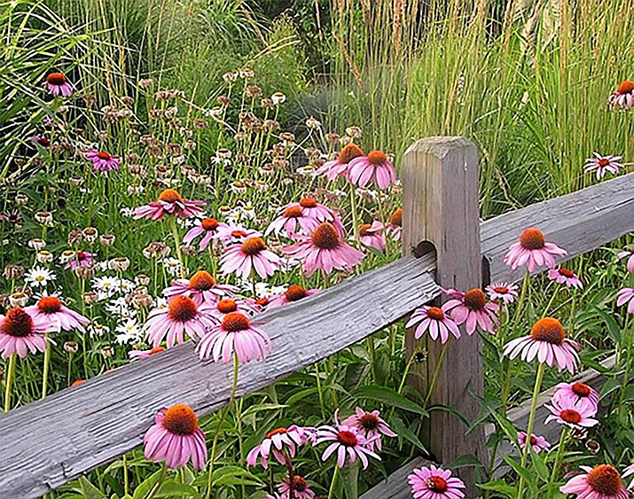 Growing wildflowers can be as simple as 1-2-3, with Ken’s tips. (Watters/Courtesy photo)