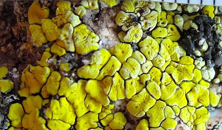 Lichens like the Acarospora socialis, are symbiotic organisms composed of both a fungus and either a green alga or blue-green alga.