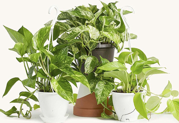 This undated image provided by the Horti houseplant subscription service shows golden, from left, marble and neon varieties of pothos plants. (Horti via AP)