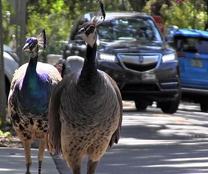 In this April 27, 2017 photo, a pack of peacocks mill about at an intersection in the Coconut Grove neighborhood of Miami. Peacocks could soon be on the outs in some Miami-Dade neighborhoods after the county commission agreed to loosen a law protecting the birds. (Al Diaz/Miami Herald via AP, File)