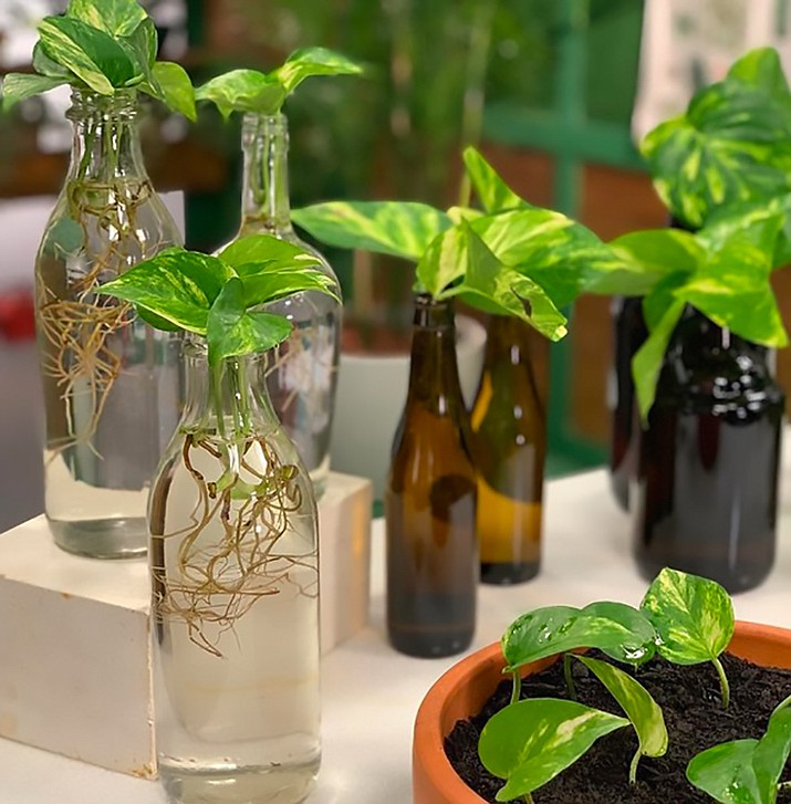 Houseplant starts in water bottles. (Watters/Courtesy photo)