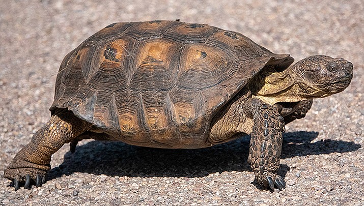 Agency: Sonoran desert tortoise doesn’t need US protection | Kingman ...