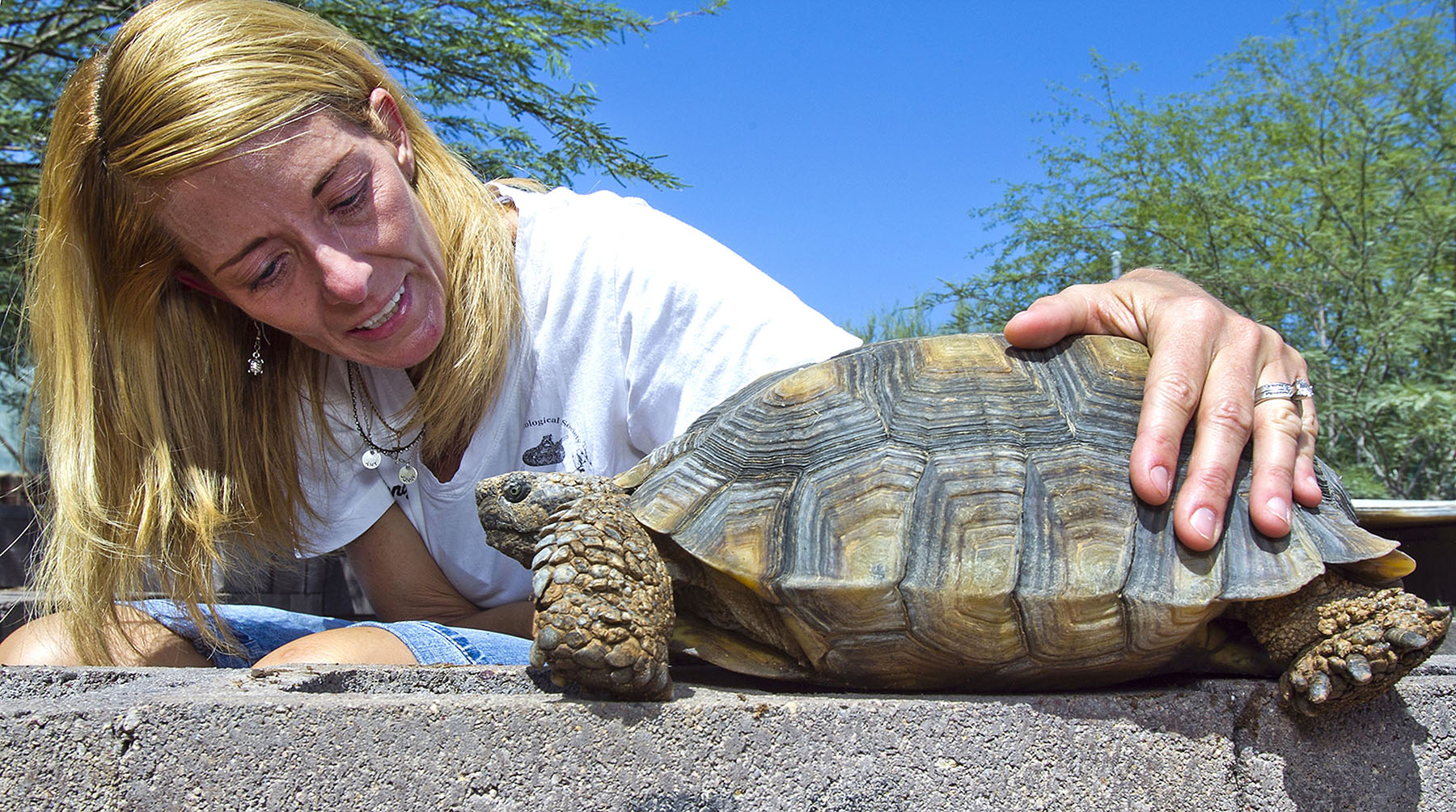 Agency: Sonoran desert tortoise doesn’t need U.S. protection | Williams ...