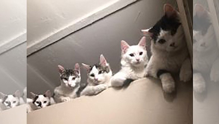Cora with her four babies. (Courtesy photo)