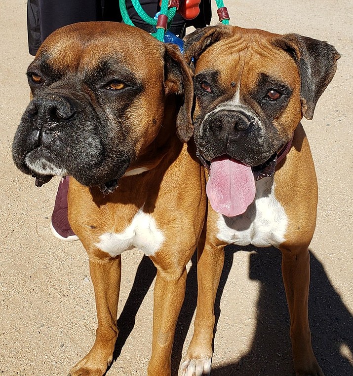 Geo and Molly are purebred Boxers who adore one another. (Courtesy photo)