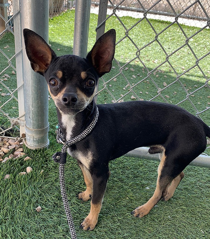 Trip is an 8-month-old male Chihuahua. (Courtesy photo)