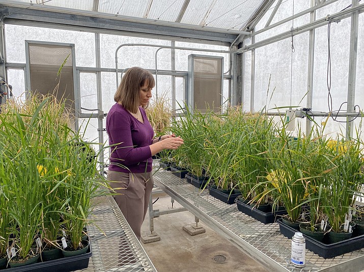 Rebecca Mosher looks at rice plants in a greenhouse on top of a University of Arizona parking garage in Tucson on Feb. 1, 2022. UArizona is researching the seed production of the plant to ideally breed rice that yields better under harsh weather conditions. (Emma VandenEinde/Cronkite News)
