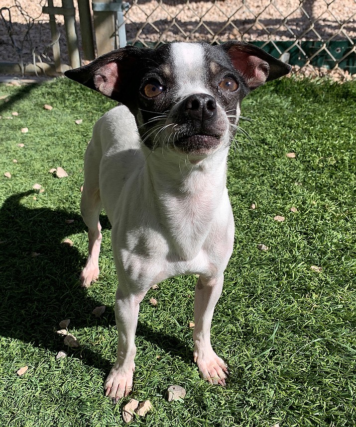 Nip is a 2-year-old male Chihuahua in need of a forever home. (Courtesy)