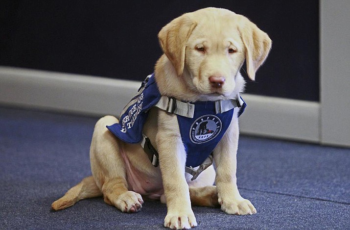 Holiday, a 14-month-old yellow Labrador retriever, that is being trained to become the first official courthouse facility dog, in Maine, wears a vest while sitting for a photo, Thursday, Feb. 10, 2022, in Houlton, Maine. An Aroostook County courthouse is poised to be the first in Maine to have a dedicated therapy dog to provide emotional support for people dealing with traumatic experiences. The yellow Labrador puppy has begun up to two years of training with a goal of becoming a calming presence in a stressful environment. (Joseph Cyr/The Bangor Daily News via AP)