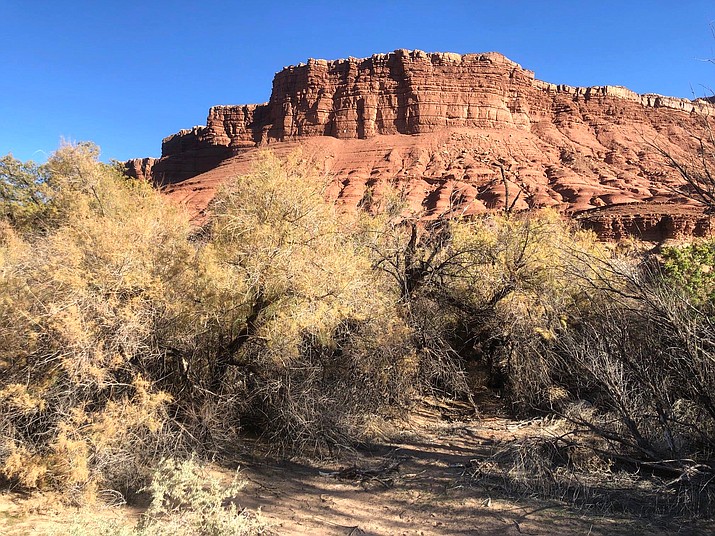 Fuels in the unit consist of mostly tamarisk (salt cedar) with baccharis and phragmites closer to the beach area. The tamarisk pictured above is 10-12 feet tall in the densest areas. (NPS Photo)