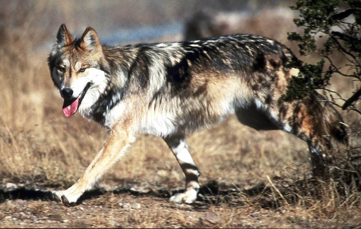 In this undated file photo provided by the U.S. Fish and Wildlife Service, a Mexican gray wolf leaves cover at the Sevilleta National Wildlife Refuge, Socorro County, N.M. Wildlife managers in the United States say their counterparts in Mexico have released two pairs of endangered Mexican gray wolves south of the U.S. border as part of an ongoing reintroduction effort. (Jim Clark/U.S. Fish and Wildlife Service via AP, File)