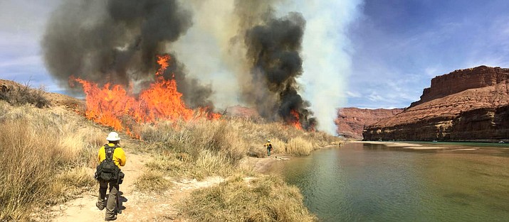 Firefighters burn tamarisk trees along the Colorado River during a prescribed fire March 8. Flame heights reached approximately 20 feet in height. (Photo/E. Moore/NPS)