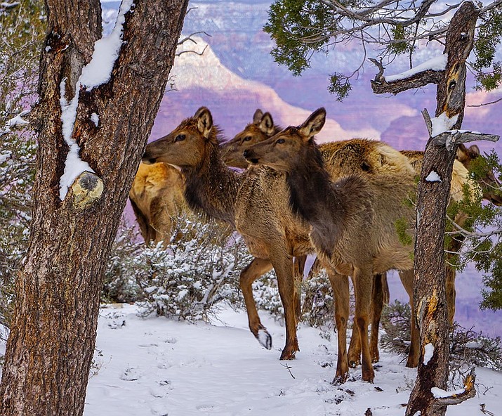 Ask a ranger Are elk native to Grand Canyon National Park? Williams