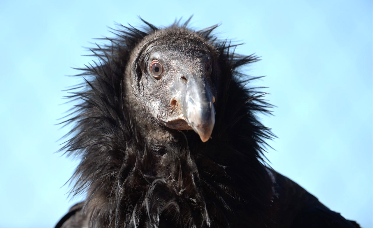 Getting the lead out California condor population on rebound thanks to