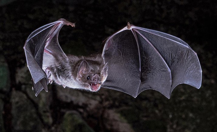 This photo provided by Sherri and Brock Fenton/AAAS in March 2022 shows a vampire bat in flight. According to a report published Friday, March 25, 2022, in the journal Science Advances, scientists have figured out why vampire bats are the only mammals that can survive on a diet of only blood. (Sherri and Brock Fenton/AAAS via AP)