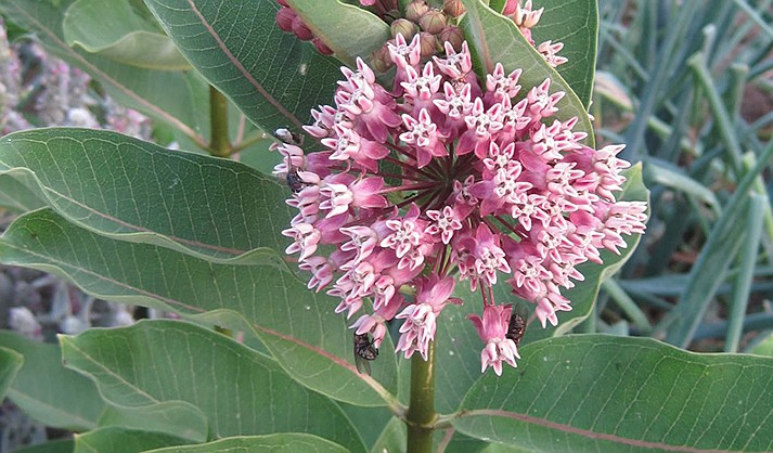 Several species of milkweed are grown at the VOC community garden. (USDA)