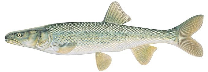 Pikeminnow were once common in the Colorado River, including in Grand Canyon, according to the National Park Service. (Illustration by Joe Tomelleri, NPS)