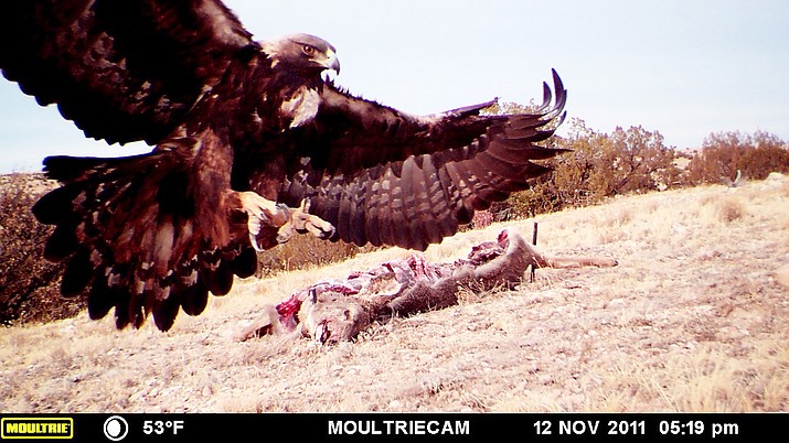 A wildlife camera on Babbitt Ranches captures golden eagles feeding on deer and elk carcasses placed in their territories by researchers. (Courtesy photo from Babbitt Ranches)