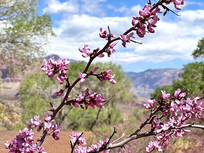 Western redbud in full bloom at Indian Garden at Grand Canyon National Park. (Photos/NPS)