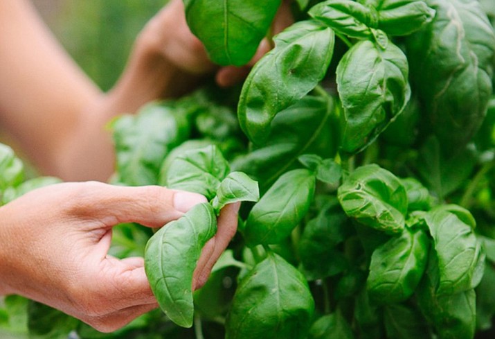 Basil is one of the plants that benefit from shade in the growing season. (Watters Garden Center/Courtesy photos)