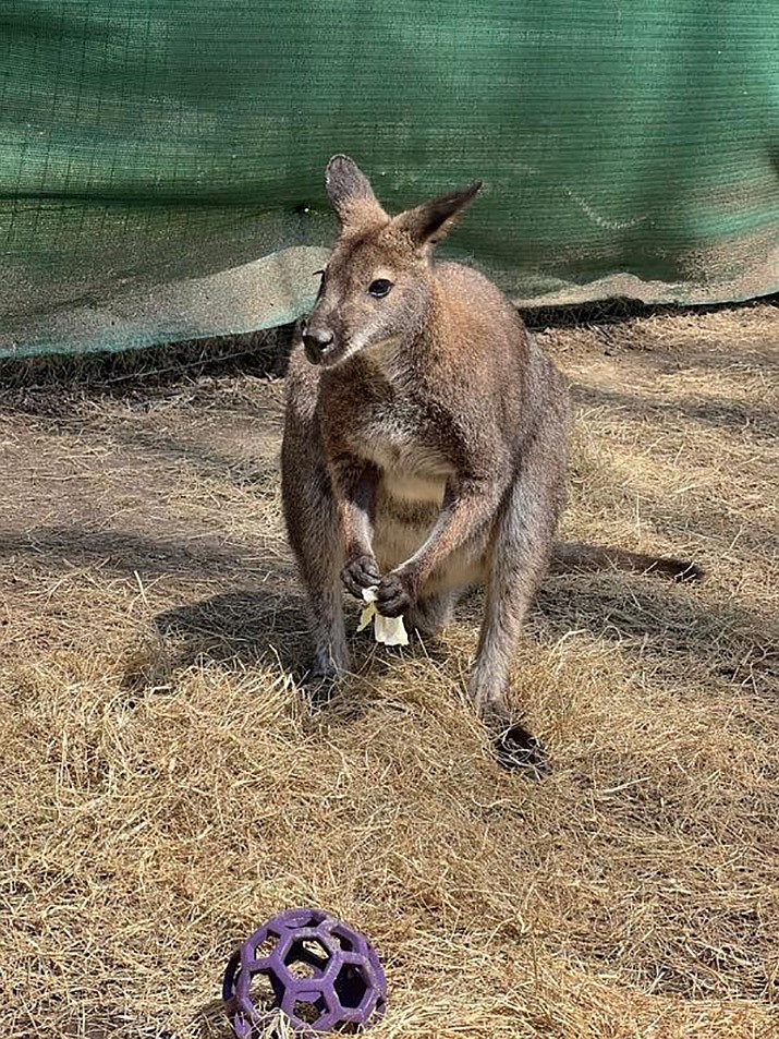 This undated photo shows Honey Bunch, the wallaby. The wallaby who went missing at the Memphis Zoo after storms passed through Tennessee this week, has been found hiding in plain sight. (Memphis Zoo via AP)