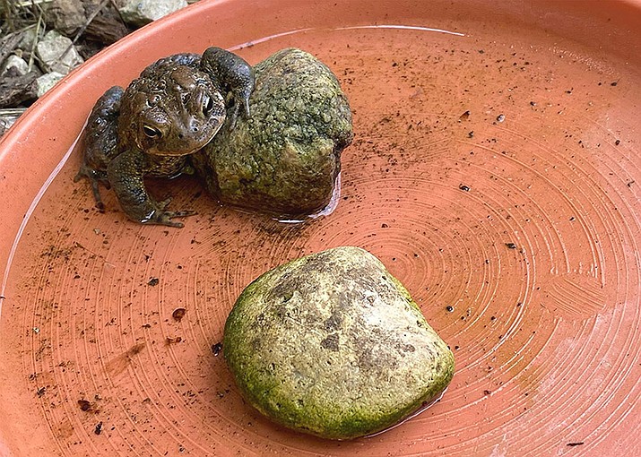 Fill a shallow saucer with chlorine-free water and place rocks in and around the water to attract toads to your landscape. (MelindaMyers.com/Courtesy)