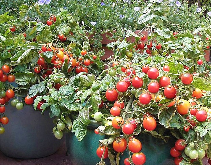 Tomato plants in pots. (Watters Garden Center/Courtesy)