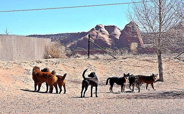 Aggressive dogs have become a serious concern on the Navajo Nation. A new law is hoping to help curb this situation. (Submitted photo)