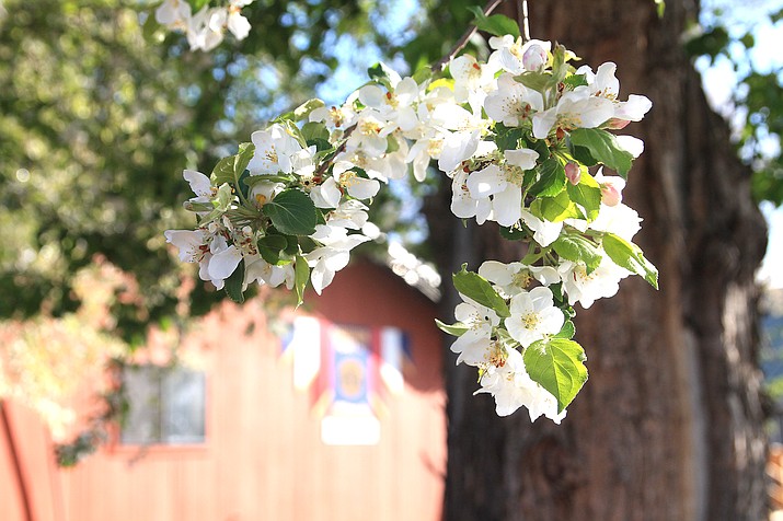 Spring arrives in Williams with fresh blossoms seen on trees and in flower beds throughout the city. (Loretta McKenney/WGCN)