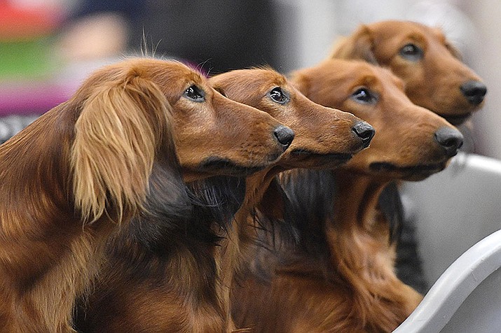 Dachshund dogs wait in a box before competition at a dog show in Dortmund, Germany, on Friday, Oct. 13, 2017. Research released on Thursday, April 28, 2022, confirms what dog lovers know _ every pup is truly an individual. A new study has found that many of the popular stereotypes about the behavior of specific breeds aren’t supported by science. (Martin Meissner/AP)