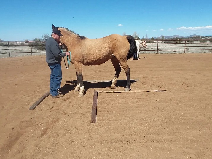 A volunteer tends to a horse at LASER. (LASER/Courtesy)