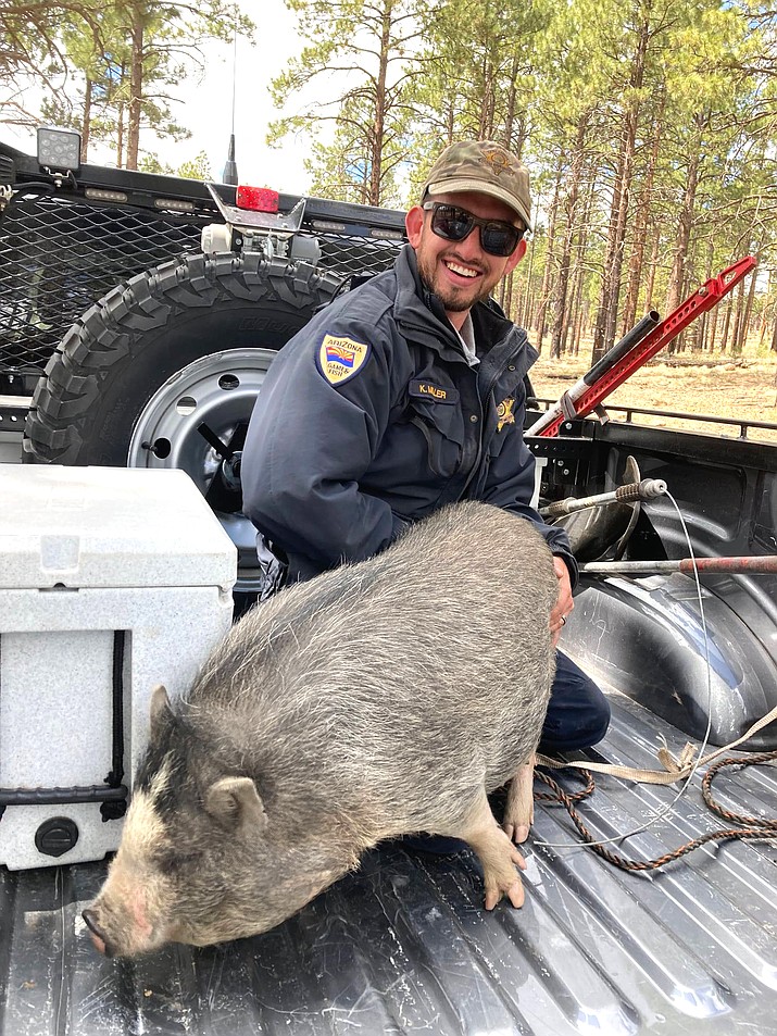Arizona Game and Fish Wildlife Managers Kalyn Miller and Tim Holt were able to rescue a potbellied pig from the Tunnel Fire after being alerted by firefighters. (Photos/AZGFD)