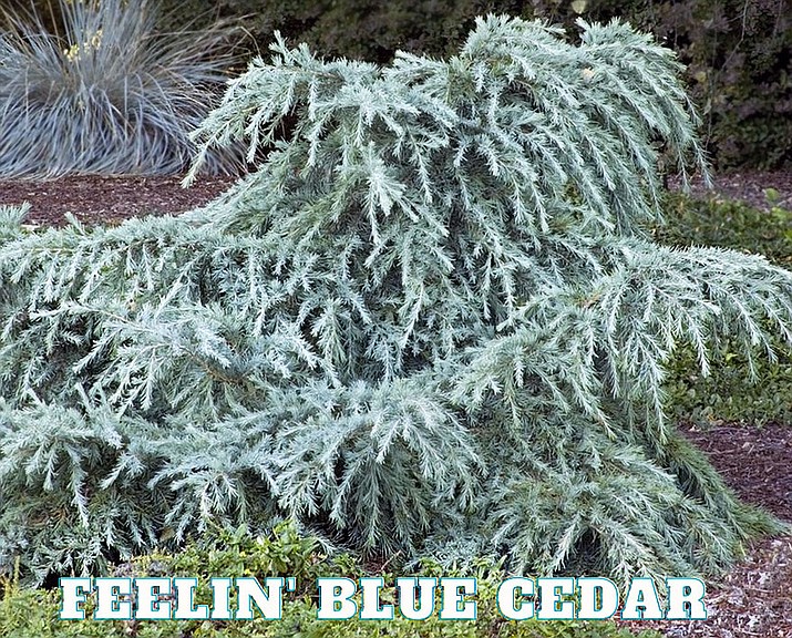 The Deodar cedar, Cedrus deodara, is an evergreen conifer.  (Watters Garden Center/Courtesy)
