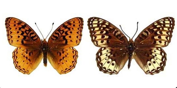 The Great Basin Silverspot Butterfly. (Photo/USFS)