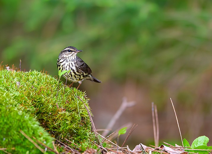 A northern waterthrush. (Courier stock photo)