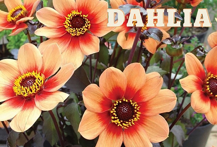Dahlias include giant dinner plate blooms, small poms, single daisy-like flowers, and more. (Watters Garden Center/Courtesy)