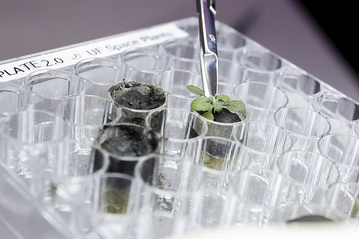 In this 2021 photo provided by the University of Florida, Institute of Food and Agricultural Sciences, a researcher harvests a thale cress plant growing in lunar soil, at a laboratory in Gainesville, Fla. For the first time, scientists have used lunar soil collected by long-ago moonwalkers to grow plants, with results promising enough that NASA and others already are envisioning hothouses on the moon for the next generation of lunar explorers. (Tyler Jones/UF/IFAS via AP)