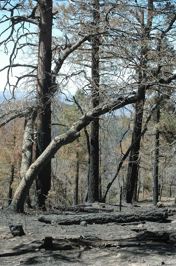 Part of the Crooks Fire burn scar near Kamp Kipa south of Prescott. (Doug Cook/Courier)