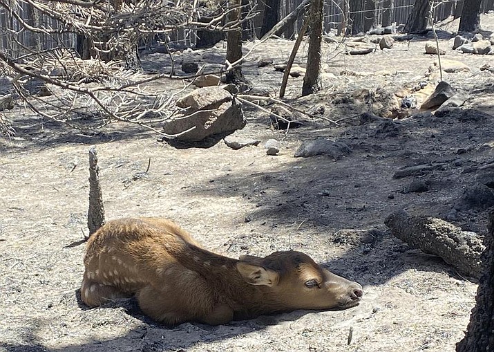 A newborn elk calf rests alone in a remote, fire-scarred area of the Sangre de Cristo Mountains near Mora, N.M., on Saturday, May 21, 2022. Sink says he saw no signs of the calf's mother and helped transport the baby bull to a wildlife rehabilitation center to be raised alongside a surrogate gown elk. (Nate Sink via AP)