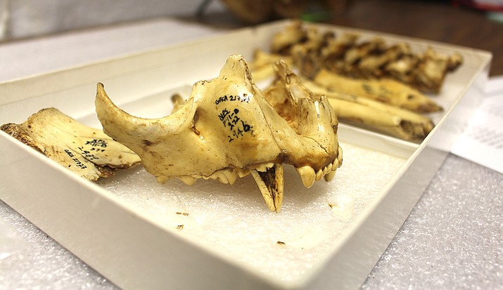 The maxilla of a sub-adult American cheetah that was originally excavated in 1936 at Grand Canyon by the Civilian Conservation Corps and previously identified as mountain lion and has now been identified as an American Cheetah. (Joe Giddens/WGCN)