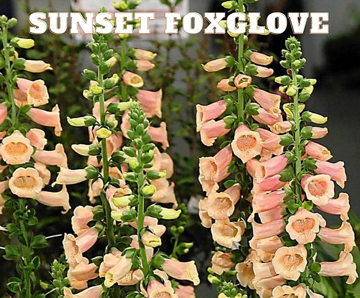 Sunset Foxglove is known for its knee-high floral display in orange.. (Watters Garden Center/Courtesy)