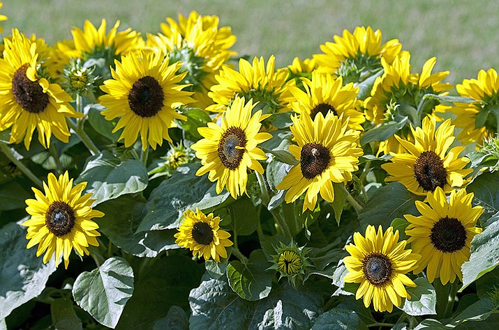 Sunflowers, like Suntastic Jaune Coeur Noir, are commonly started from seeds in the garden. (All-America Selections/Courtesy)