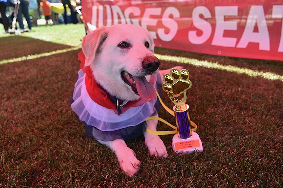 First place winner of the Best Trick or Talent contest, Gage with the prize trophy at WOOFstock at Prescott Valley Civic Center on Saturday, June 11, 2022. (Jesse Bertel/Courier)