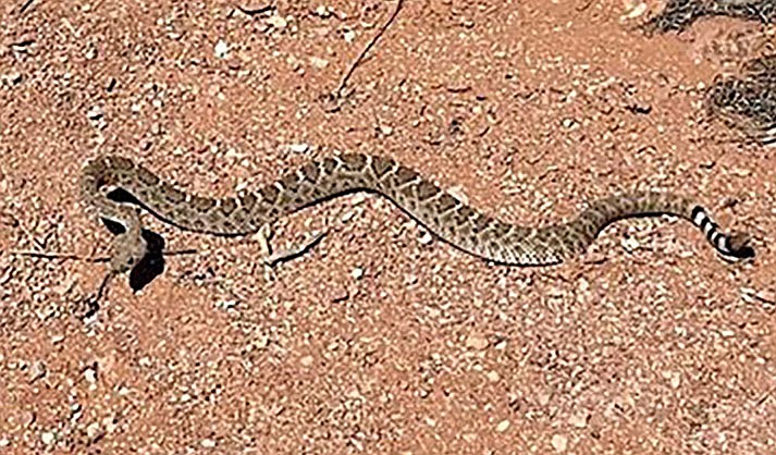 This is the rattlesnake that “struck at” author Roger Naylor while he was hiking at Dead Horse Ranch State Park. He snapped the picture when he felt it was safe. (Photo by Roger Naylor)